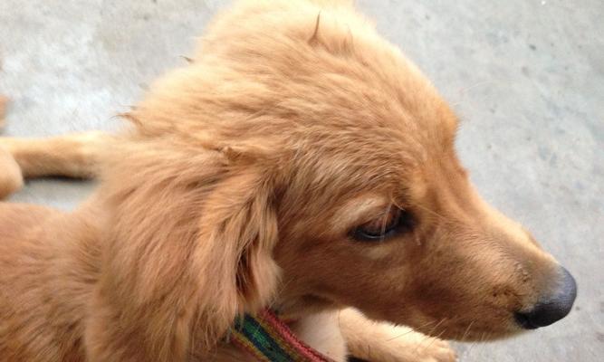 金毛幼犬胎毛脱落的时间及原因（探究金毛幼犬什么时候脱落胎毛及其背后的科学原理）