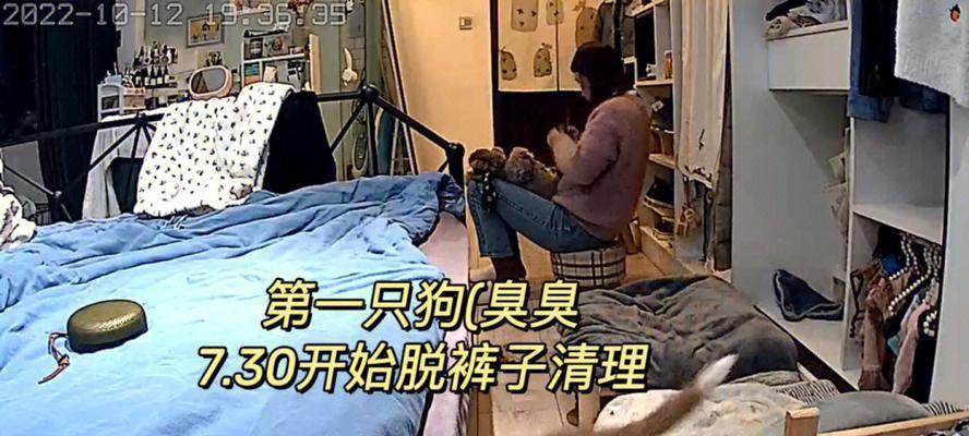 为什么泰迪的屎很腥臭？（探究泰迪狗狗排便气味的原因及解决方法）