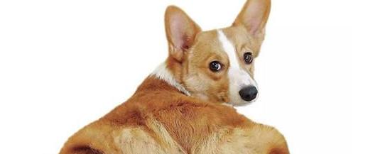 牧羊犬咳嗽的原因及治疗方法（了解牧羊犬咳嗽的常见原因和有效治疗方法，让您的爱犬健康快乐）