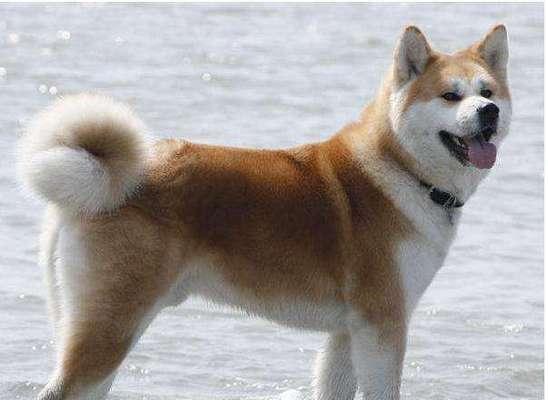 秋田犬后腿的区别（了解秋田犬后腿结构的重要性）