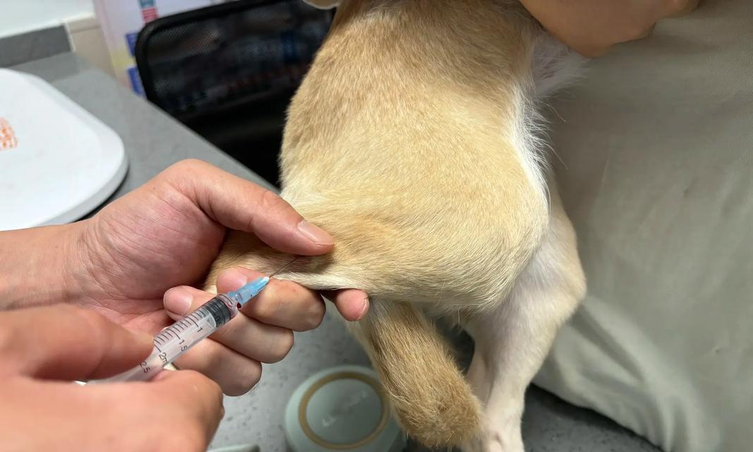 狗拉肚子的原因、症状及治疗方法（了解狗拉肚子的原因和症状，掌握正确的治疗方法）