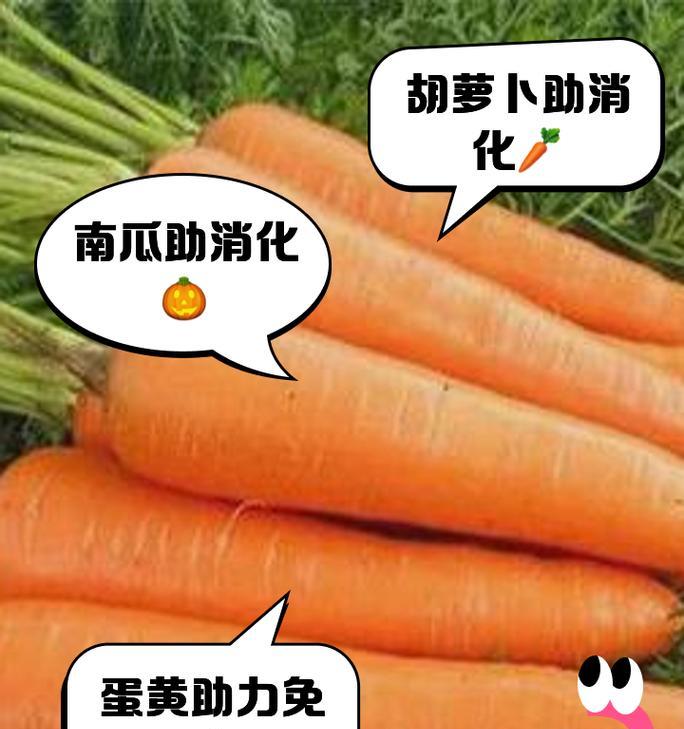 猫的饮食选择与营养需求（以猫吃什么食物最好的选择为主题）