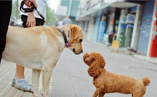 导盲犬的重要性与训练注意事项（培养导盲犬，关注盲人群体的需求和培训技巧）
