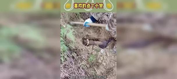 狗为什么喜欢挖洞（探索狗狗挖洞的原因及解决方法）