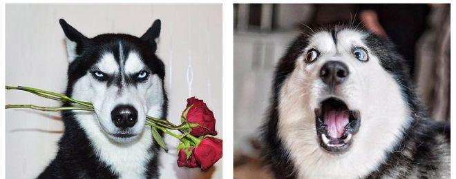 为什么训犬那么贵？（探讨训犬费用高昂的原因和关键因素）