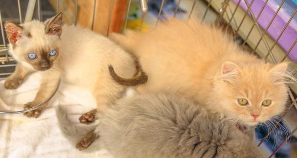 小猫怀孕的迹象与时间（小猫什么时候会怀孕？如何判断小猫是否怀孕？）