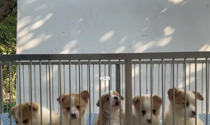 以犬舍注册的手续及注意事项（办理以犬舍注册需要的文件和流程、以犬舍注册的法律要求）