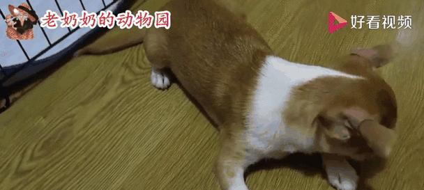 吉娃娃犬为何会哭泣？（解析吉娃娃犬独特的哭声与行为）