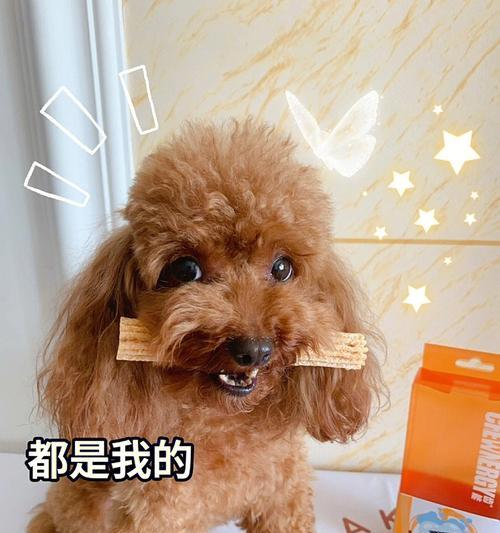 咬东西的狗（探索狗咬东西行为的背后原因和提供解决方案）