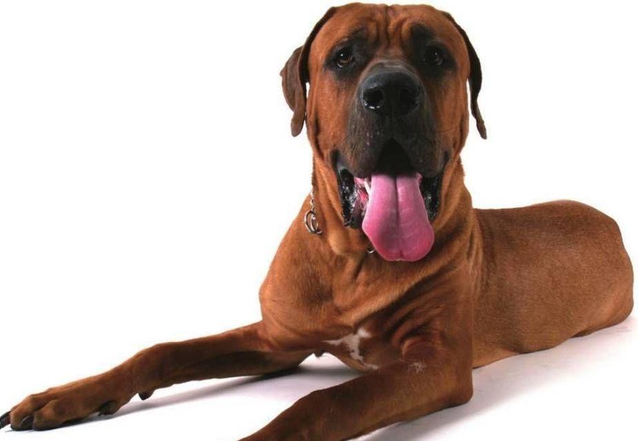 犬种中哪种犬的肌肉最发达？（揭开犬类肌肉发达之谜）