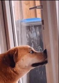 揭秘狗狗为什么喜欢推狗碗（探索狗狗推狗碗的原因及背后的心理机制）