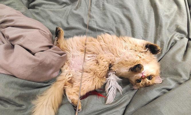 为什么洗完澡的猫会打抖（猫洗澡打抖的原因及解决方法）