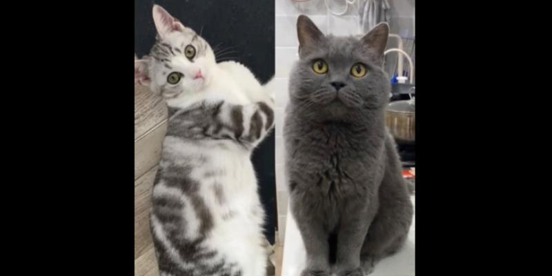英短与美短（探究英国短毛猫与美国短毛猫的特点与区别）
