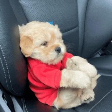狗狗在车里能待多久？（关于车内停留时间的安全和舒适要求）