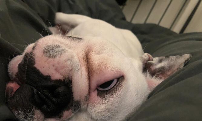 法国斗牛犬的缺点与睡眠问题（探究法斗睡觉打呼噜的原因及相关困扰）
