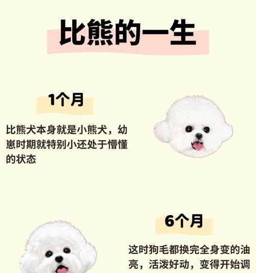 比熊犬的五大时期及饲养指南（了解比熊犬的生命周期，为其提供最佳照料）