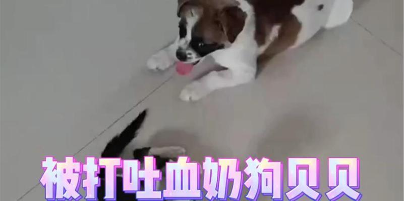 小狗吐血的危险性与预防措施（小狗吐血多久会死？了解病因与预防方案）