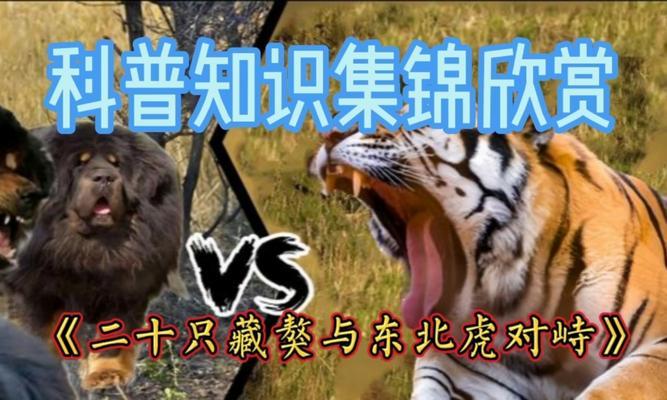 藏獒VS狼（揭秘“一獒能战五狼”的真相）