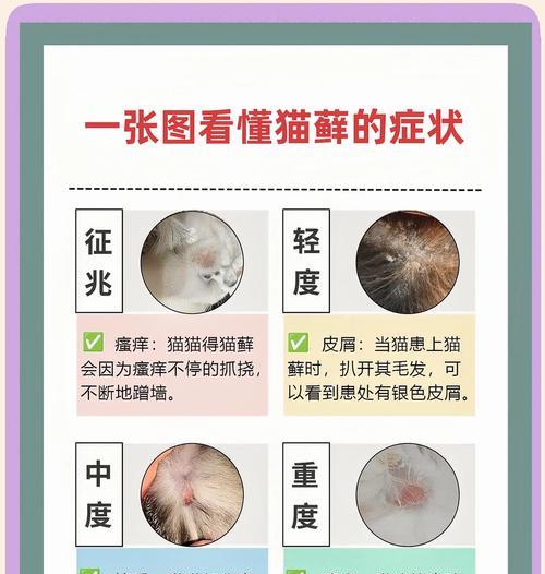 猫癣的诊断与治疗方法（了解猫癣，及时治疗，关爱毛孩健康）