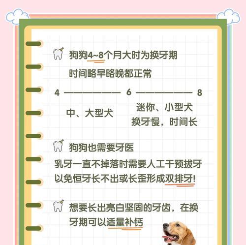狗狗换牙的周期及注意事项（了解狗狗牙齿生长周期，宠物健康照顾从牙开始）