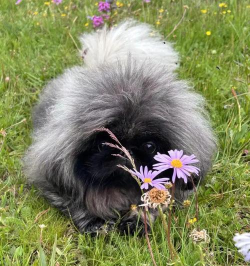 京巴犬（选择合适的京巴犬，让它享受皇室待遇！）