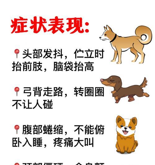 犬脑炎能活多久？（解读犬脑炎的生存期限及治疗方法）