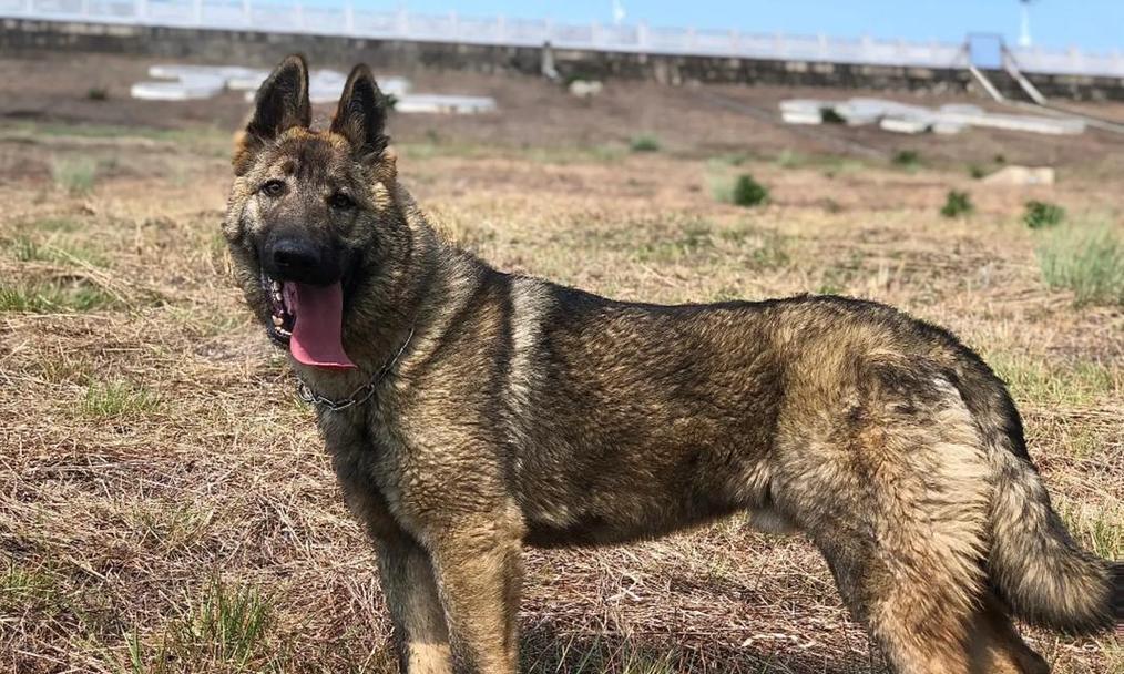 以警犬用的主要品种（深入了解警犬工作中的主要品种，以及它们的特点和用途）