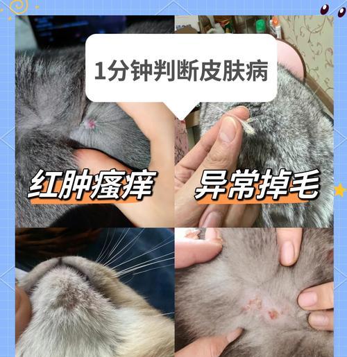 了解猫咪的皮肤病（探索如何保护和照顾您宠物猫的皮肤健康）