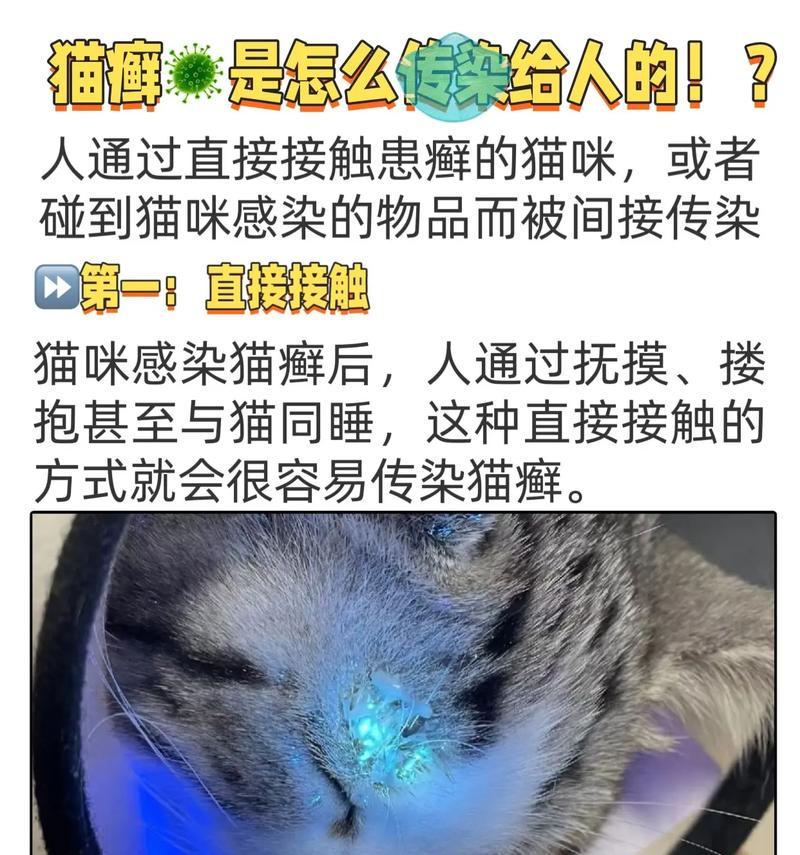 保护自己，远离猫咪传染病（了解传染原因，预防在先）