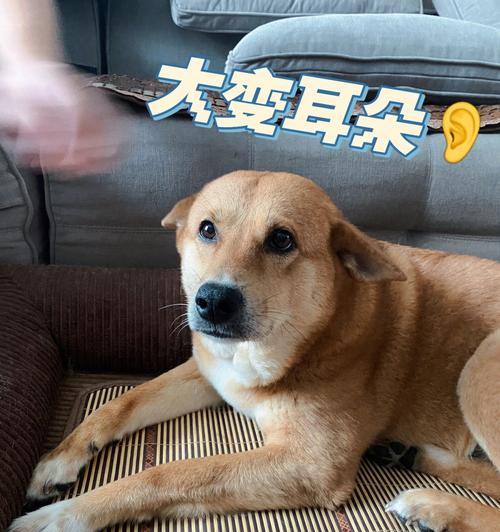 杜高修耳朵康复时间及注意事项（以杜高修耳朵多久能好为主题的康复计划和指导）