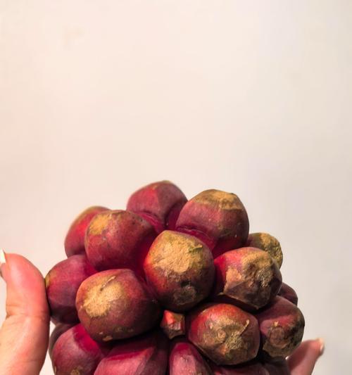 狗狗的健康零食选择（了解狗狗可以吃的干果，让你的宠物更健康）