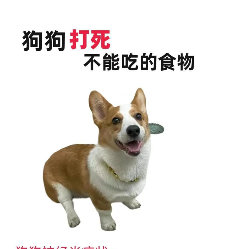 小狗不能吃的食物（了解小狗的饮食禁忌，守护它们的健康）
