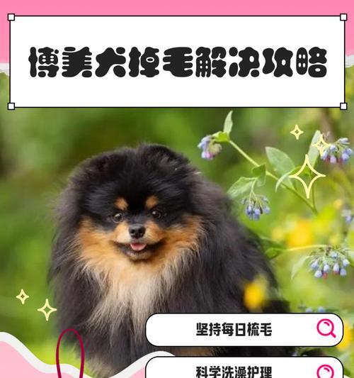 六年后的博美剃毛记（探索博美毛发生长周期，了解剃毛对犬只健康的影响）