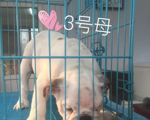英牛犬舍（追求卓越品质，打造健康可爱的英牛犬）