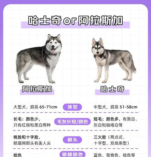减少哈士奇掉毛的小方法（为什么哈士奇一年四季都在掉毛？如何有效减少哈士奇掉毛？）