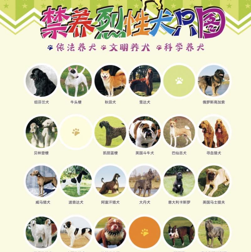 城市中禁养牛头梗的必要性（保障公共安全和居民利益，禁止养殖危险犬种）