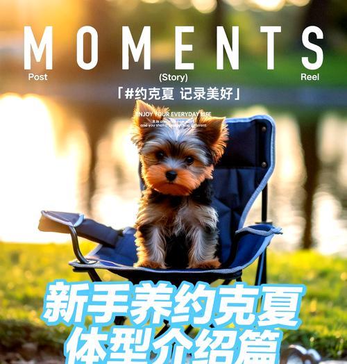 约克夏（为什么越来越多人选择养约克夏？）
