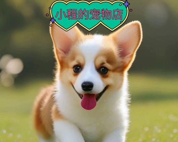小狗需要多长时间才能真正认主？（探究小狗与主人之间建立信任的过程）
