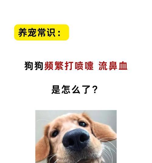 小金毛感冒的康复时间及护理方法（小金毛感冒康复需要多久？如何正确护理？）