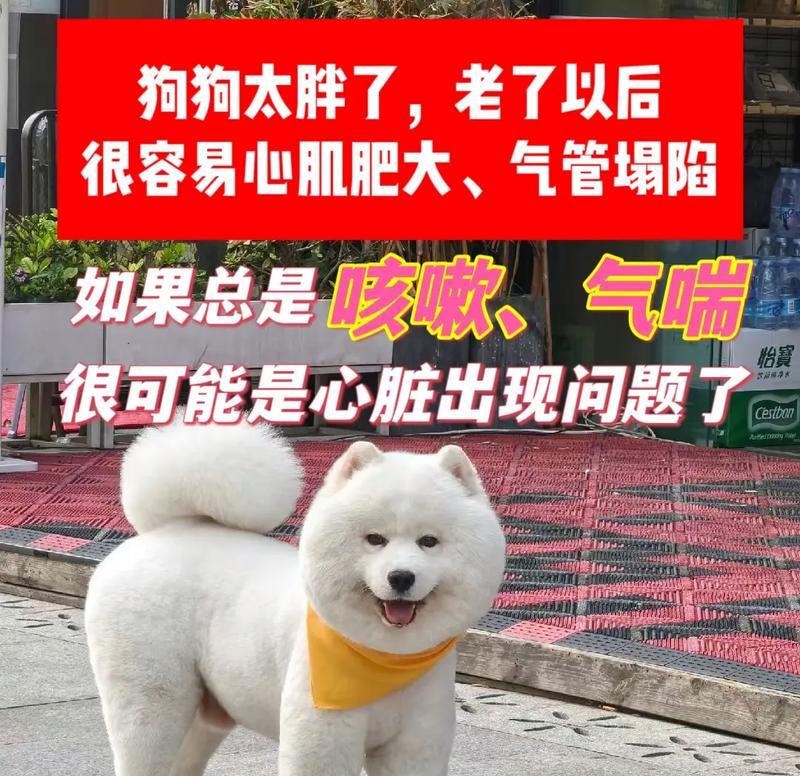 喜欢肥胖的狗狗（了解易胖狗狗的原因和解决方法）