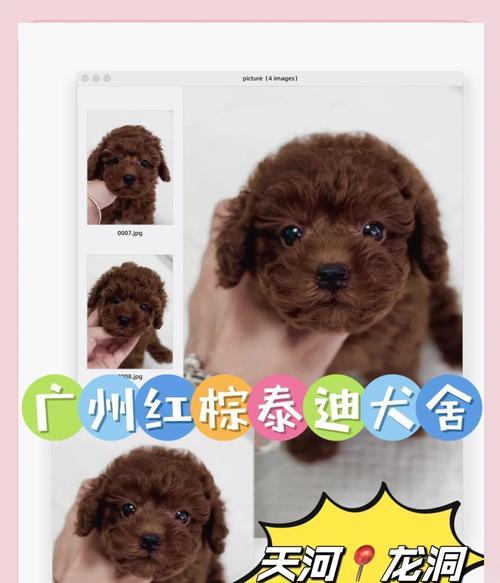 养泰迪，一个月多少钱？（了解养泰迪需要的花费，做好准备迎接可爱的宠物生活）