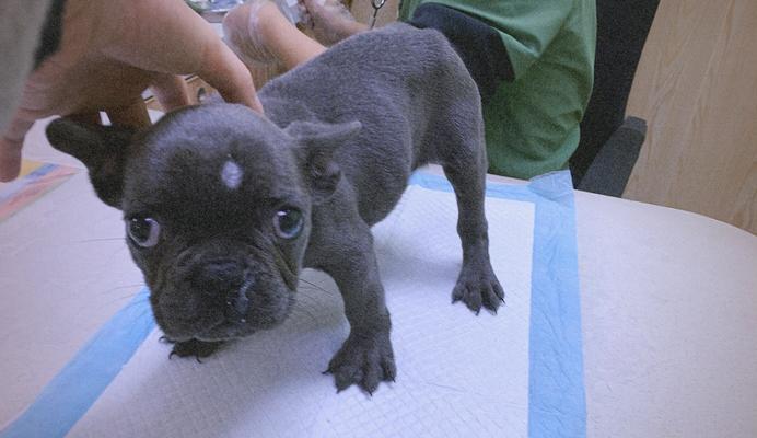 法斗的寿命有多长？（探讨法斗犬的平均寿命及相关因素）