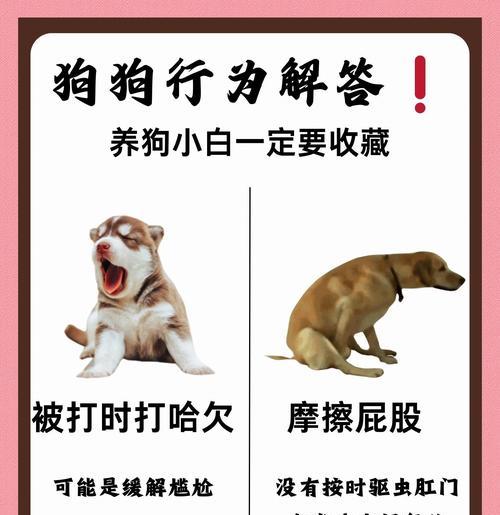 狗狗交配方式及选择因素（探讨狗狗交配方法的选择与影响因素）