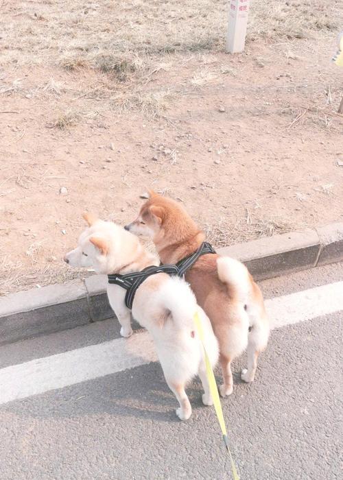 陪伴16年的台湾柴犬将被安乐死，主人最后一次陪它晒太阳（告别时刻，无尽的感恩与守候）