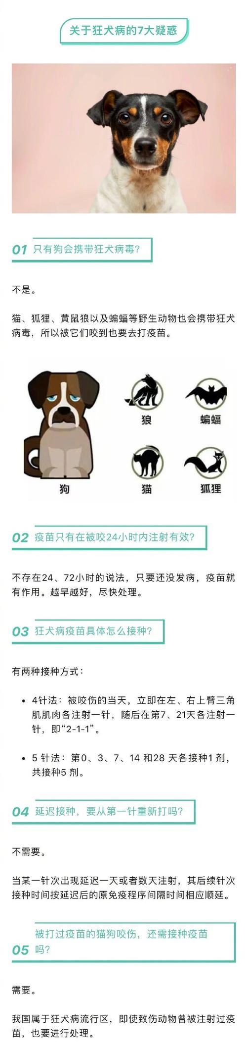 狗打完狂犬多久生效？（探究狂犬疫苗对狗的保护期限）