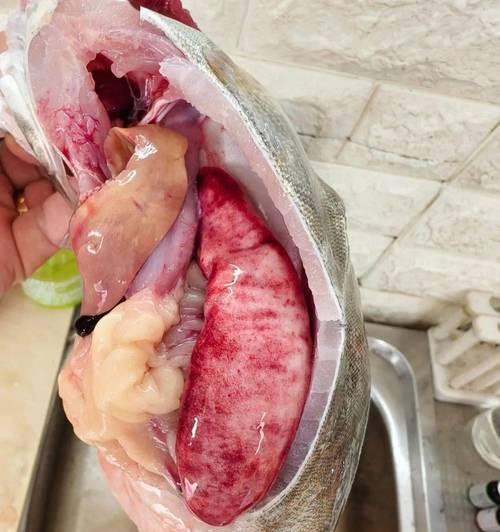 给鱼使用的抗生素及常用种类（了解鱼类常用抗生素种类及使用注意事项）