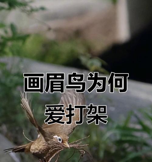 画眉鸟的扑楼行为研究（揭秘画眉鸟扑楼的原因与时间要求）