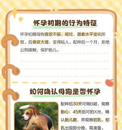 母狗配种后多久能看出怀孕状态？（了解母狗配种后的体征变化及时间节点）