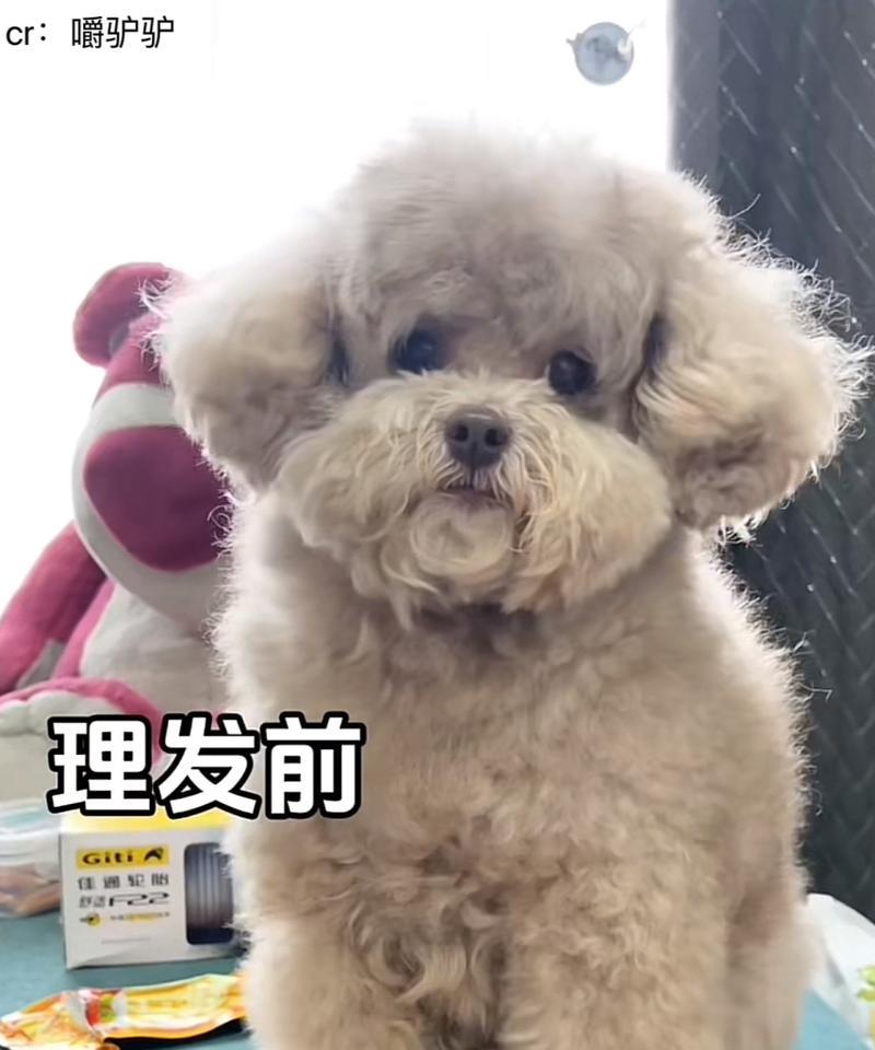狗狗造型的最佳时机与频率（了解狗狗造型的重要性及如何合理安排）