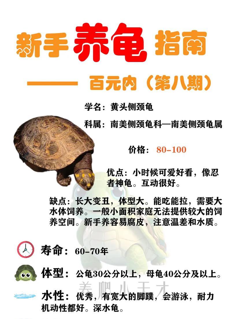 乌龟的年龄计算之谜（揭秘乌龟的长寿之道，探寻乌龟年龄计算的奥秘）